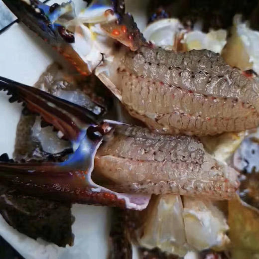 【海鲜精选】东山海鲜•活鲜黑蟹 壳硬肉满 堪称螃蟹届的肌肉男   多还少补 顺丰冷链配送 商品图4