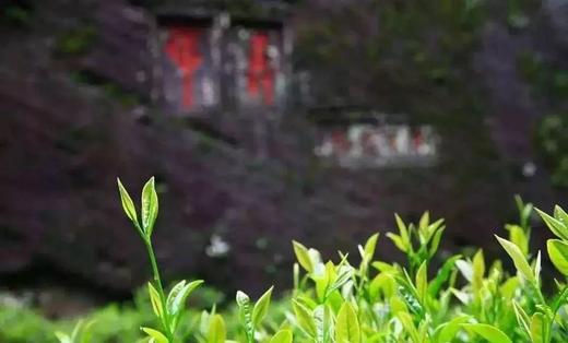 武夷山的核心山场——牛栏坑 商品图0