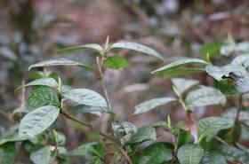 [视频]武夷山鬼洞山场第2篇