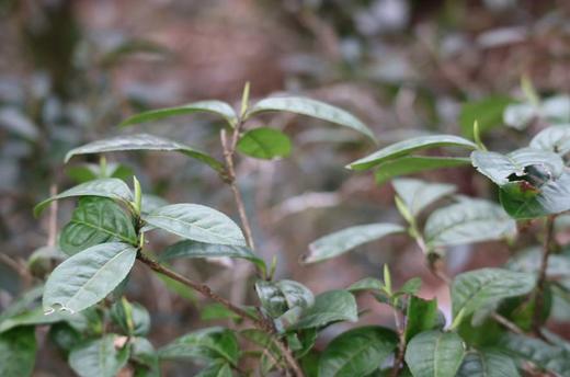 [视频]武夷山鬼洞山场第2篇 商品图0