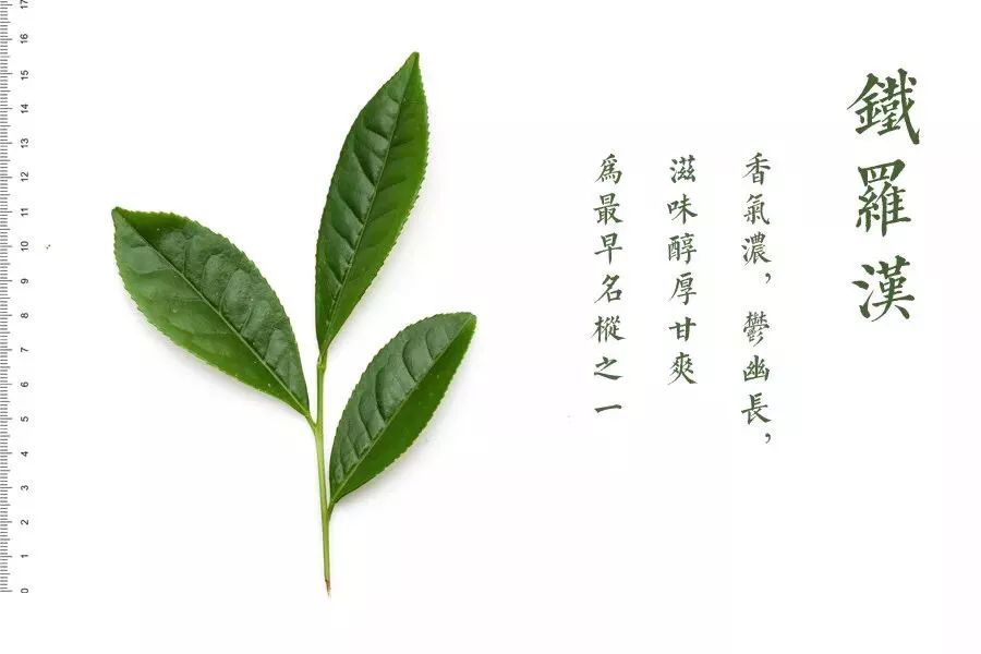 铁罗汉，四大名丛中最老的茶