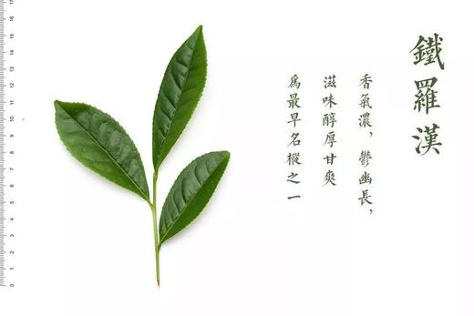 铁罗汉，四大名丛中最老的茶 商品图0