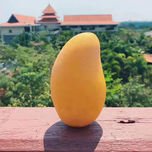 树上熟精品水果·海南金煌芒 甜度加倍 果肉顺滑  商品图0