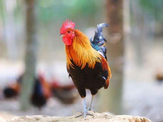 琼中畜牧山鸡 | 睡在树上的滑翔鸡 1只/2只 礼盒装