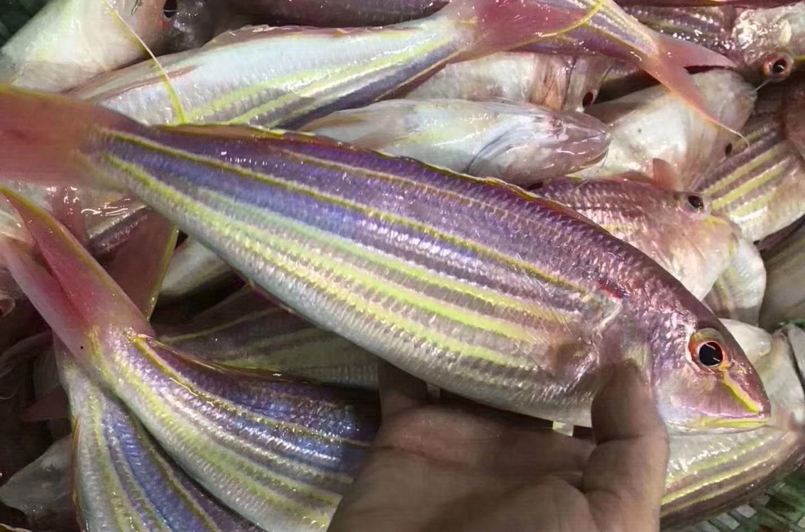 东山海鲜活鲜野生金线鱼蒜瓣肉质肉质鲜美无小杂刺非常适合宝宝老人