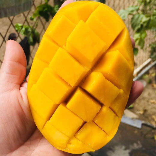 树上熟精品水果·海南金煌芒 甜度加倍 果肉顺滑  商品图2