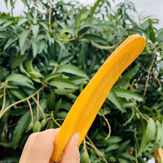 树上熟精品水果·海南金煌芒 甜度加倍 果肉顺滑  商品图4
