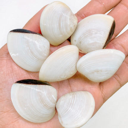 鲜活白贝 - 乐府轩(德福农场)生鲜商城