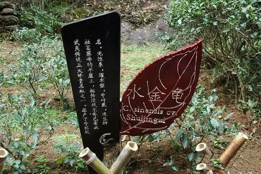 武夷岩茶：水金龟 商品图0