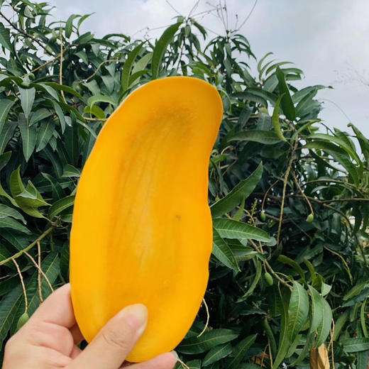 树上熟精品水果·海南金煌芒 甜度加倍 果肉顺滑  商品图3