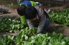 2020年小毛驴市民农园租地种菜开始招募啦（商品拍下后，请及时联系农场确认18611987220） 商品缩略图3