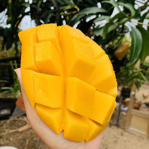 树上熟精品水果·海南金煌芒 甜度加倍 果肉顺滑  商品图1