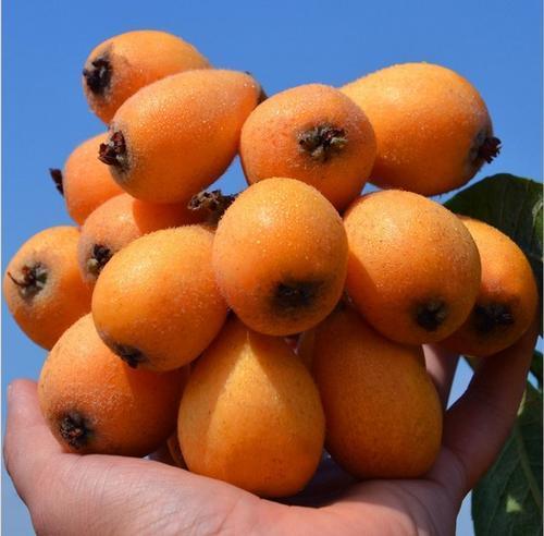 神奇的攀枝花米易，冬天里竟也能吃到枇杷