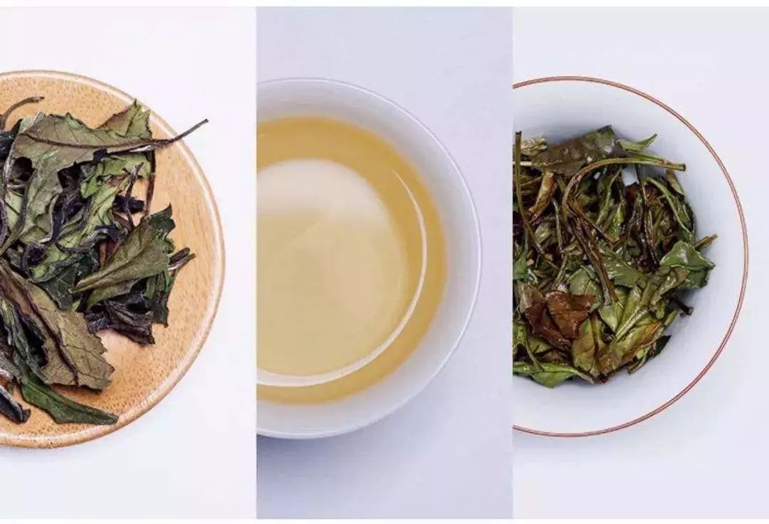 解读福鼎白茶和政和白茶的区别！