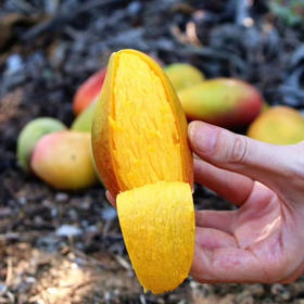 【贵妃芒】海南 树上熟贵妃芒！口感纯甜而且汁水多！薄核且芒果味足！