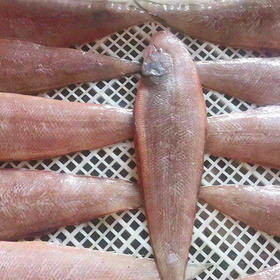 港岛姑娘 龙利鱼舌头鱼踏板鱼带皮新鲜味美0.8-1.0斤/条活冻活冻