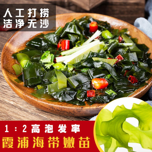 精品·霞浦海带嫩苗 无污染优质洁净海域 中国海带之乡 自然生长  商品图1