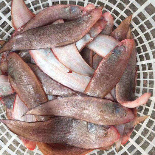 港岛姑娘 龙利鱼舌头鱼踏板鱼带皮新鲜味美0.8-1.0斤/条活冻活冻 商品图1