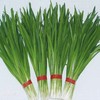 韭菜每公斤 商品缩略图0