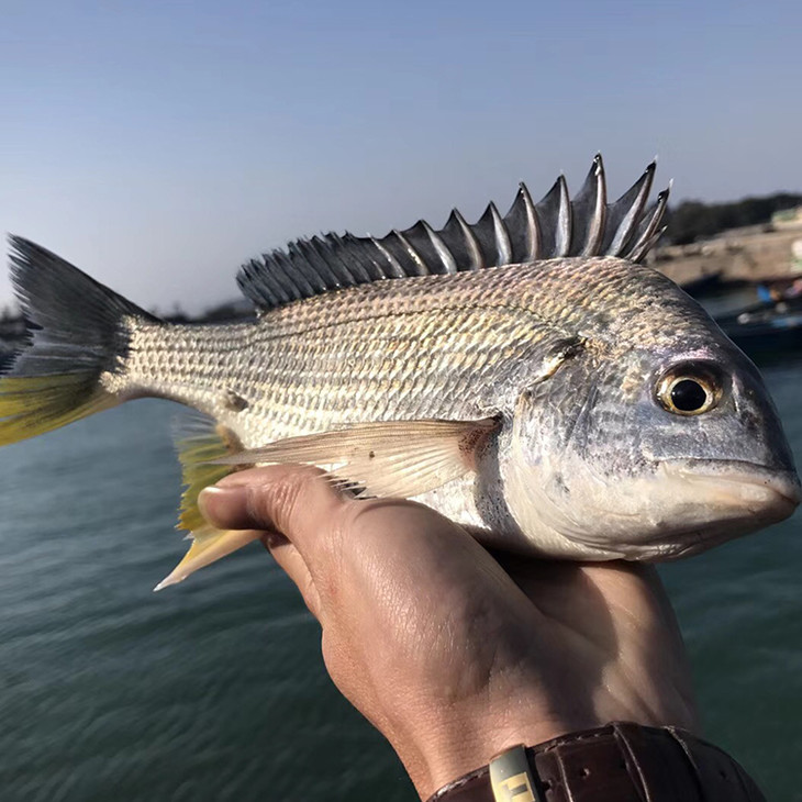 港島姑娘 現捕黃翅魚新鮮手釣黃赤魚黃鰭鯛味美鮮活 0.5-0.7斤/條