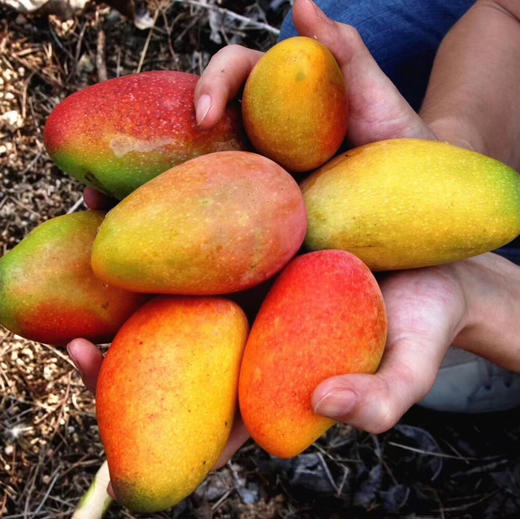 【贵妃芒】海南 树上熟贵妃芒！口感纯甜而且汁水多！薄核且芒果味足！ 商品图1