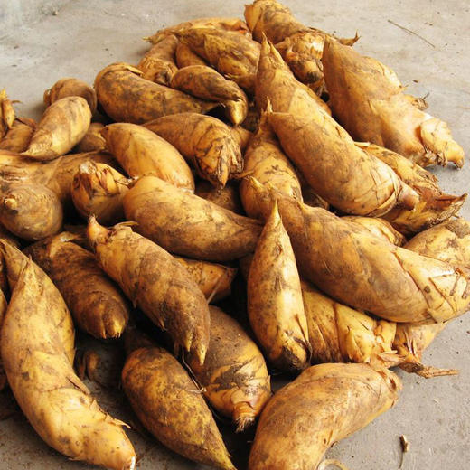 时令山野美味·永安原生态冬笋 好山好水出好笋 大自然的健康美味 商品图4