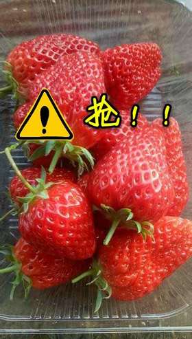 特价小草莓（园区自取）20元4斤