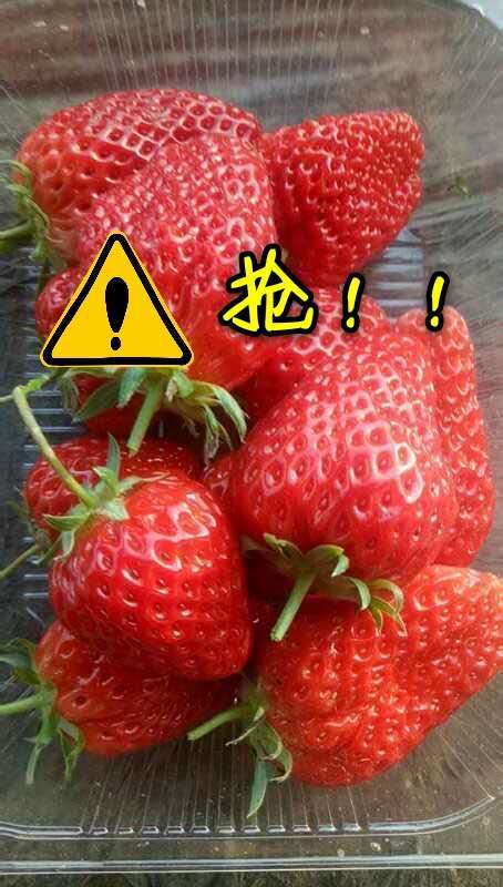 特价小草莓（同城）20元3斤 商品图0