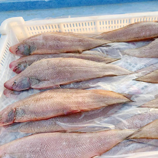 港岛姑娘 龙利鱼舌头鱼踏板鱼带皮新鲜味美0.8-1.0斤/条活冻活冻 商品图2