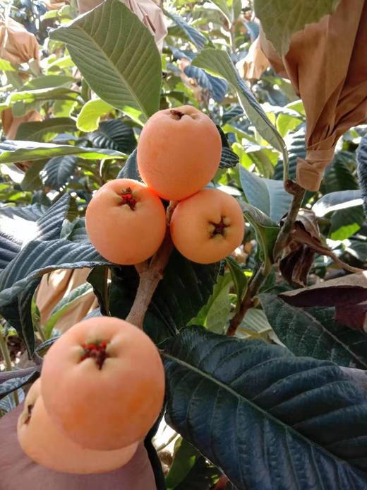 嘎蜜枇杷(空运下单收件人必须用真实姓名)