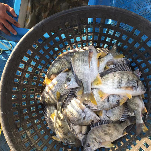 港岛姑娘 现捕黄翅鱼手钓黄赤鱼黄鳍鲷味美鲜 0.5-0.7斤/条活冻 商品图1