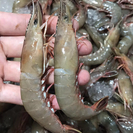 剑虾活冻 商品图0