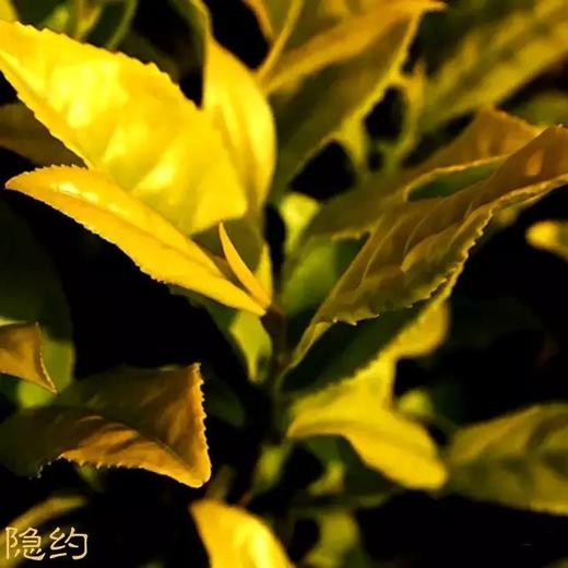 武夷岩茶中的颜值担当-白鸡冠 商品图0