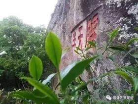 武夷山四大名枞之半天腰