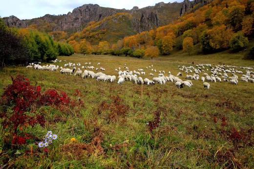 “买肉涨肉”小羊第四季 | THE BANK OF SHEEP 商品图2