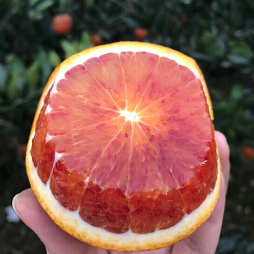 四川资中塔罗科血橙 酸甜清香 现摘现发新鲜橙子新果上市 5斤大果 商品图1