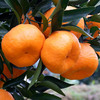 湖北清江椪柑 一口爆汁 好吃不上火 坚持自然成熟 不催熟不打蜡 商品缩略图4