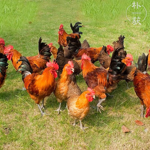 雪山草鸡2只套装（1公1母）（商家配送下单48小时后发）立华牧业 商品图2