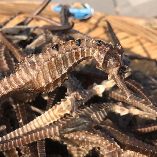 & 海马干被誉为“深海之宝”[强]强身健体、滋肾补🐏等...适合各种炖料～大补 商品图2