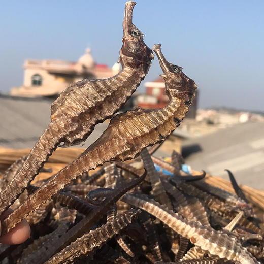 & 海马干被誉为“深海之宝”[强]强身健体、滋肾补🐏等...适合各种炖料～大补 商品图0