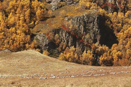 “买肉涨肉”小羊第四季 | THE BANK OF SHEEP 商品图0