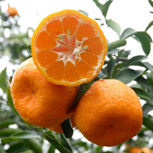 湖北清江椪柑 一口爆汁 好吃不上火 坚持自然成熟 不催熟不打蜡 商品图5