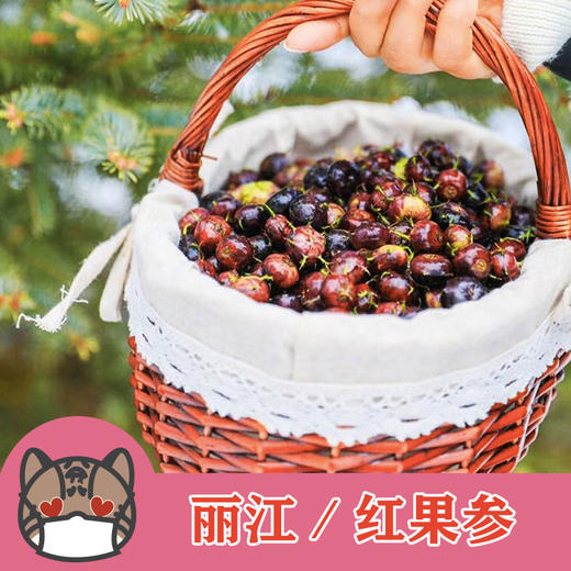 丽江红果参水果界的人参稀有水果营养价值高口感酸酸甜甜顺丰空运包邮