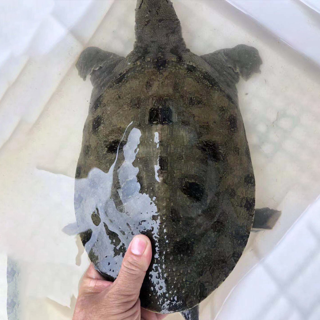 吃鱼虾长大的德清莫干湖甲鱼 清蒸吃原味