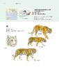 世界野生猫科动物，以通俗的文字讲述世界上现存40种野生猫科动物的生活 科普 商品缩略图4