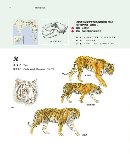 世界野生猫科动物，以通俗的文字讲述世界上现存40种野生猫科动物的生活 科普 商品图4