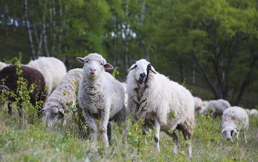 “买肉涨肉”小羊第四季 | THE BANK OF SHEEP 商品图5