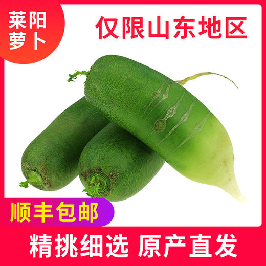 团购-海蓝食刻山东水果萝卜5斤 商品图0