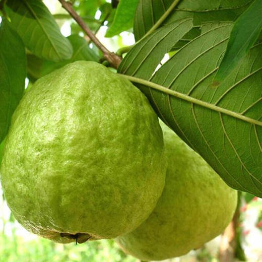 【福建 · 红心芭乐】 台湾红番石榴 新鲜水果 送酸梅粉 红心芭乐 商品图5