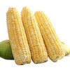 云南水果玉米 5-10斤装 无公害玉米棒 可生吃 头甜牛奶玉米 须带皮苞 新鲜蔬菜 商品缩略图1
